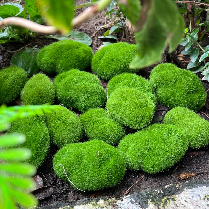 100/5 Pezzi Rocce di Muschio A - Sphagnum Moss Dry recensione e prezzo