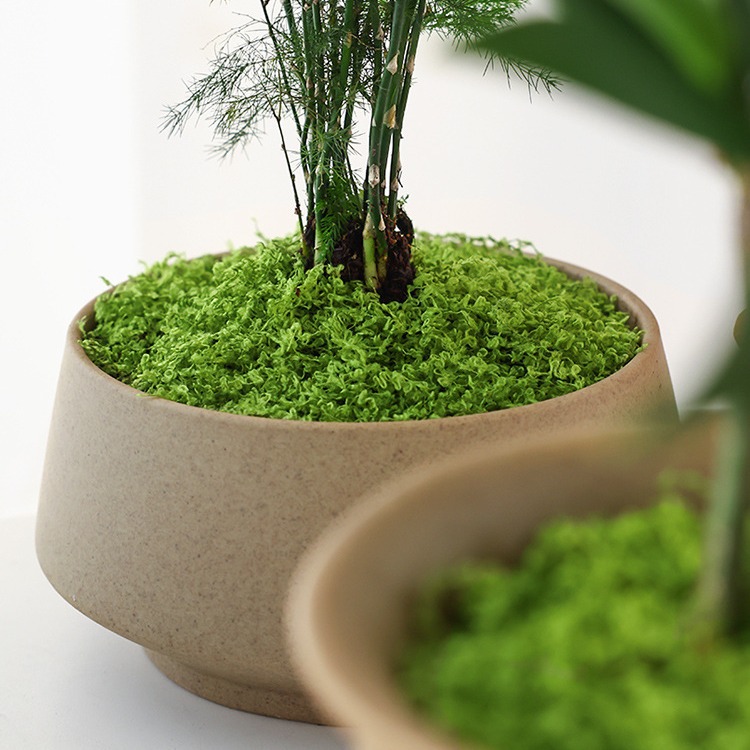 Grande confezione di muschio a - Sphagnum Moss Dry recensione e prezzo